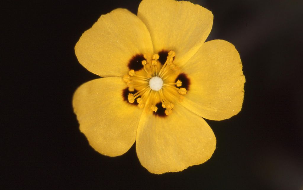 Tuberaria guttata